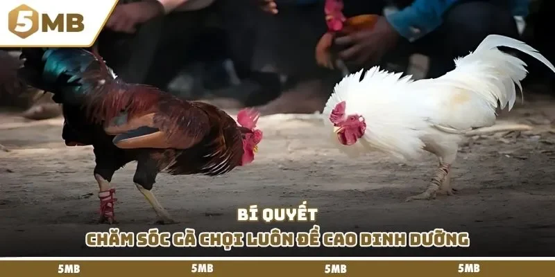 Bí quyết chăm sóc gà chọi luôn đề cao dinh dưỡng
