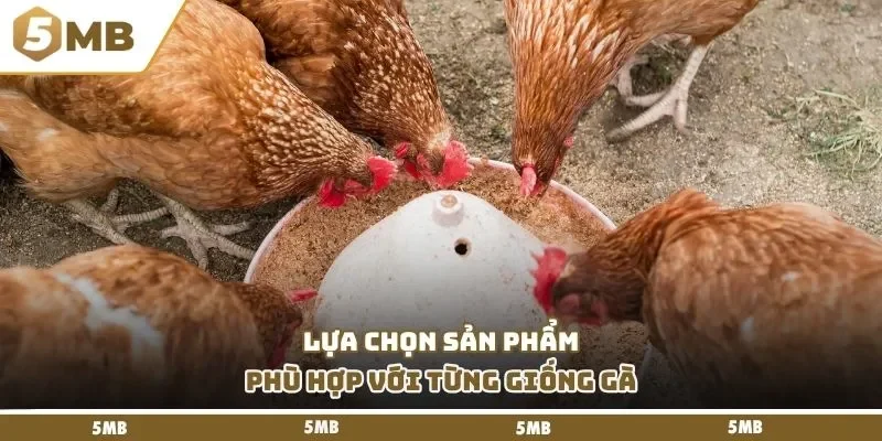 Lựa chọn sản phẩm phù hợp với từng giống gà