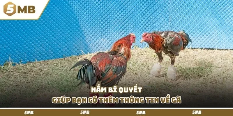 Nắm bí quyết giúp bạn có thêm thông tin về gà