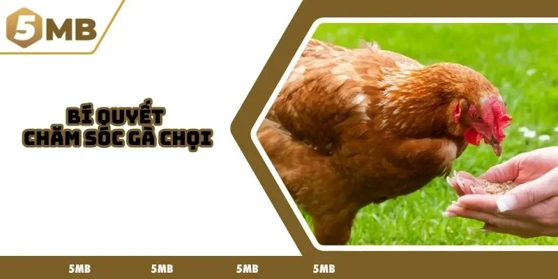 bí quyết chăm sóc gà chọi