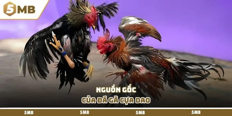 Nguồn gốc của đá gà cựa dao