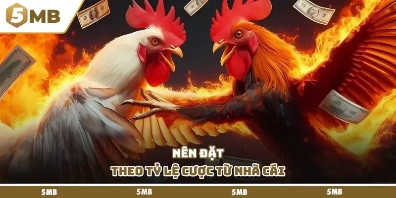 Nên đặt theo tỷ lệ cược từ nhà cái