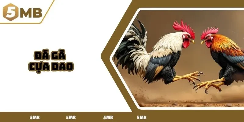 đá gà cựa dao