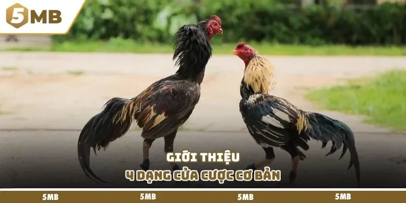 Giới thiệu 4 dạng cửa cược cơ bản
