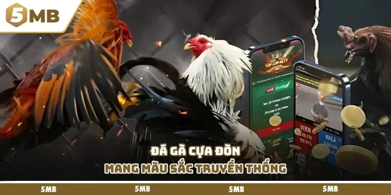 Đá gà cựa đòn mang màu sắc truyền thống