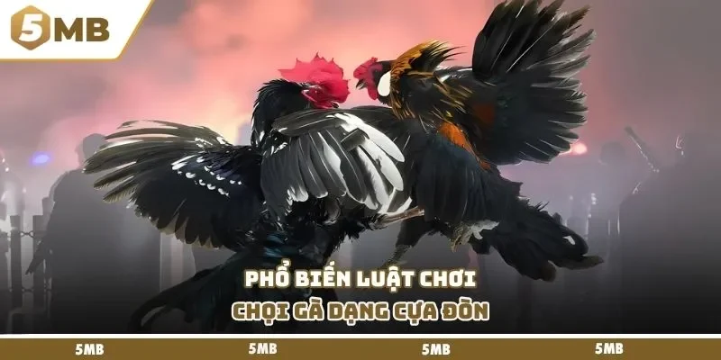 Phổ biến luật chơi chọi gà dạng cựa đòn
