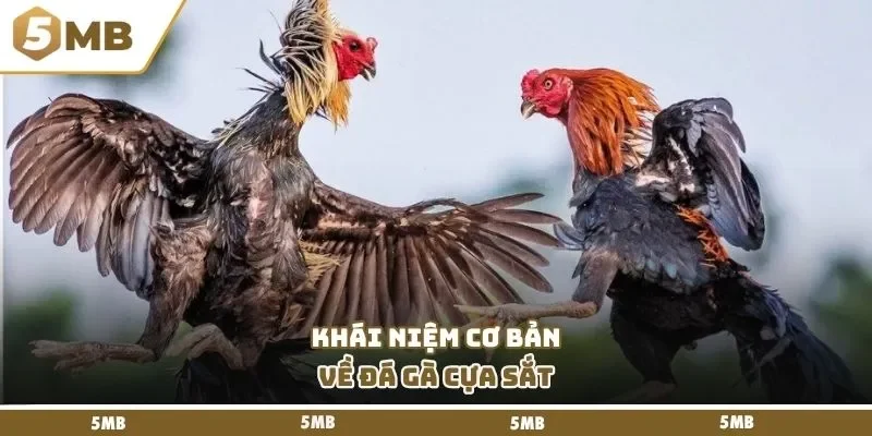 Khái niệm cơ bản về đá gà cựa sắt