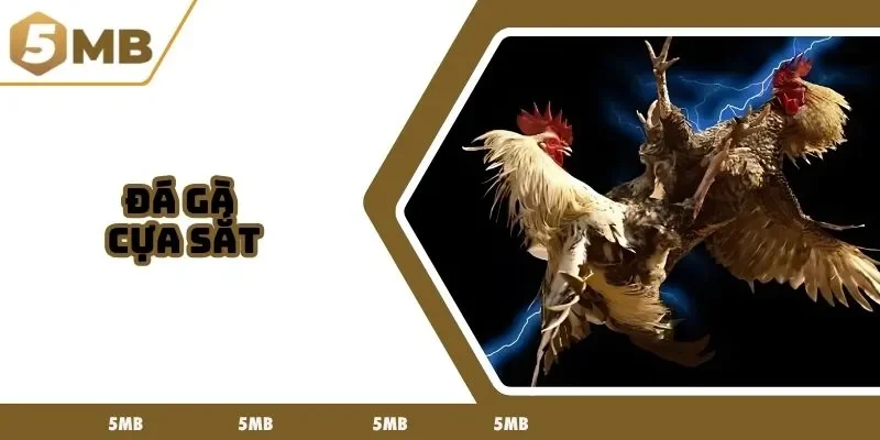đá gà cựa sắt