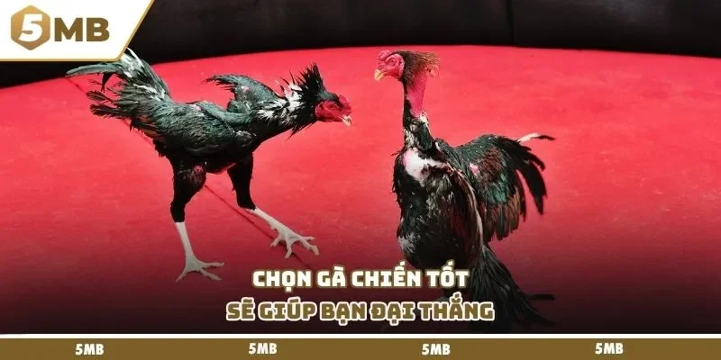 Chọn gà chiến tốt sẽ giúp bạn đại thắng