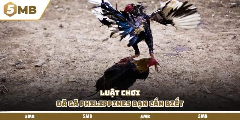 Luật chơi đá gà Philippines bạn cần biết